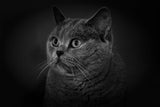 Britich cat Poster och Canvastavla