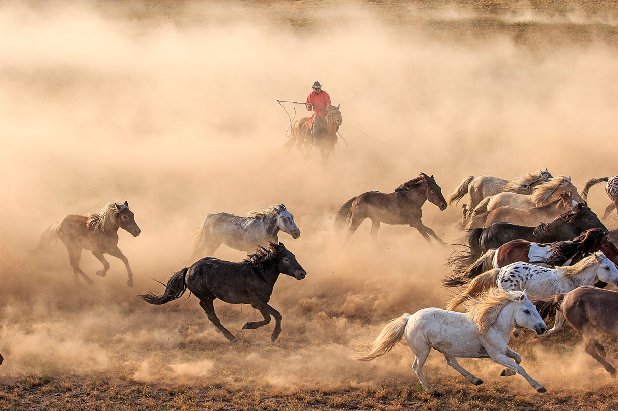 Horse Run Poster och Canvastavla