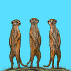 Meerkat Gang at Sunset Poster och Canvastavla