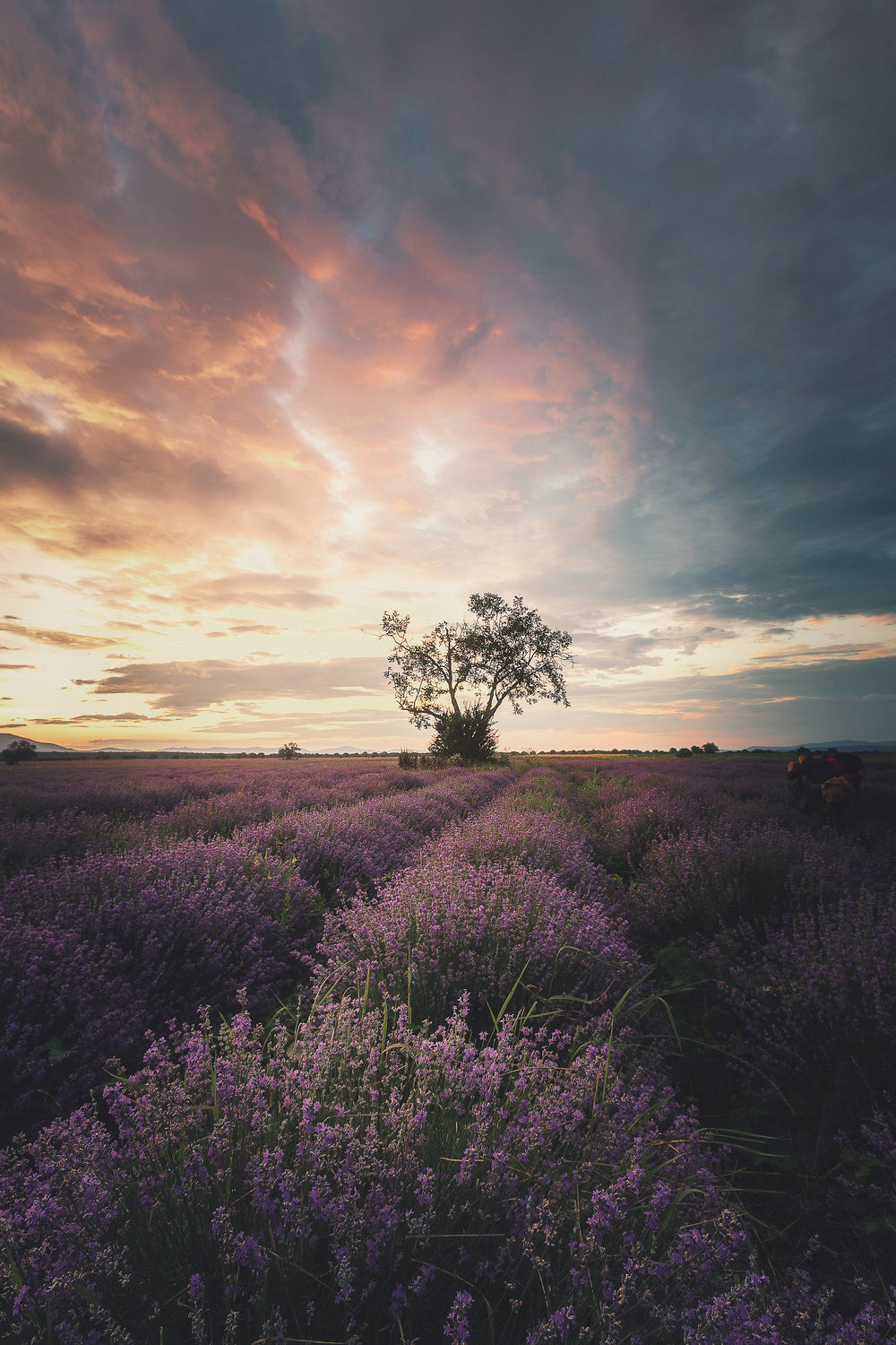 Lavender sunrise Poster och Canvastavla