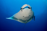 Manta Ray and Remoras Poster och Canvastavla