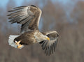 White-tailed Eagle Poster och Canvastavla