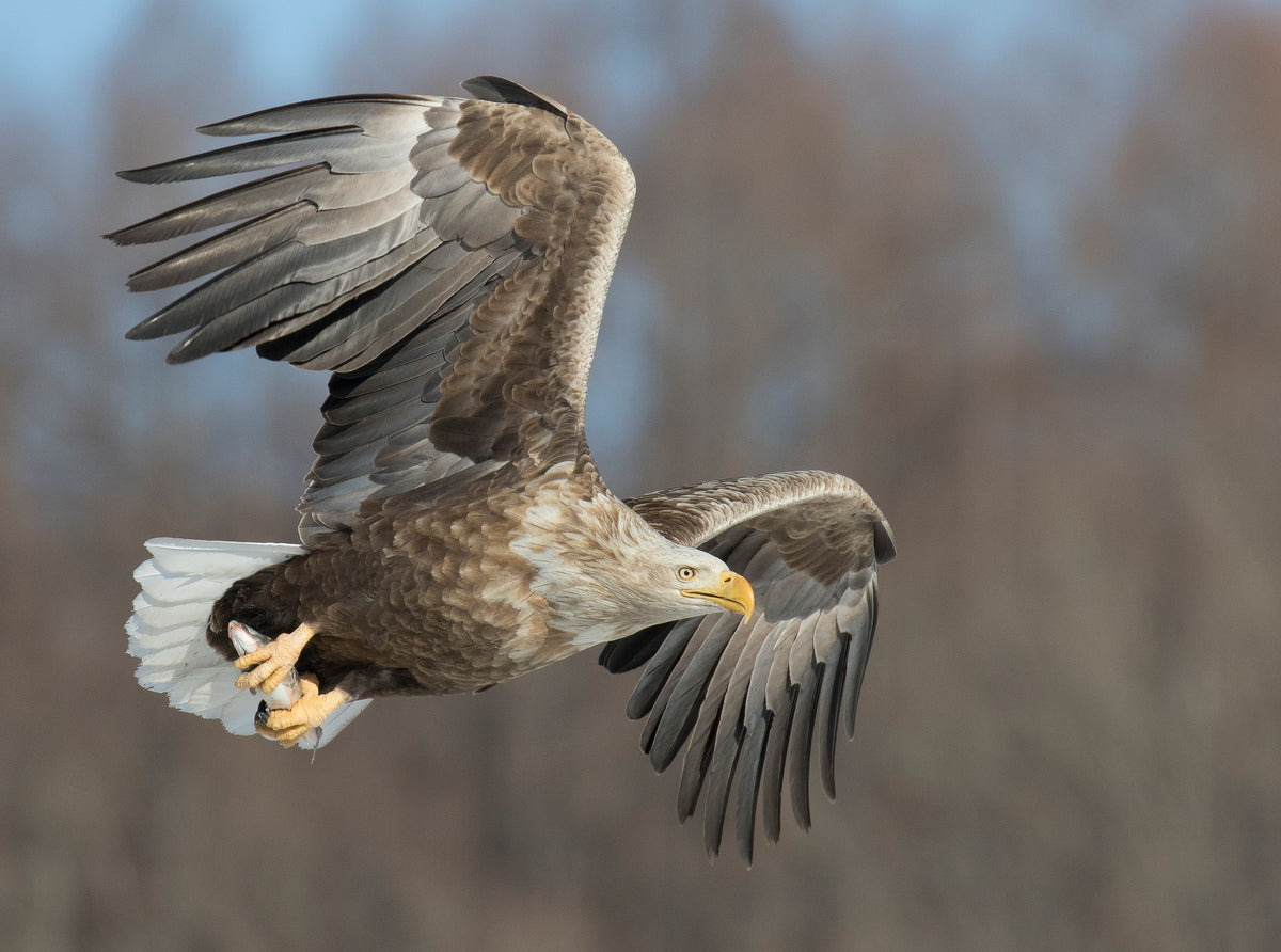 White-tailed Eagle Poster och Canvastavla