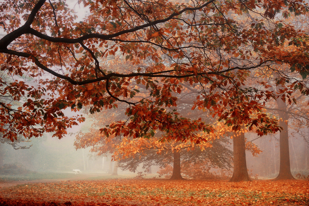 Autumn Dream Poster och Canvastavla