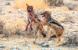Disputes in the savannah Poster och Canvastavla