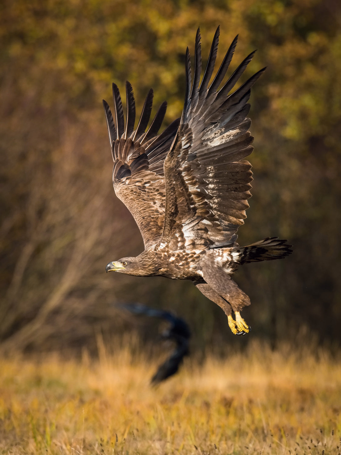 White-tailed Eagles, Haliaeetus albicilla Poster och Canvastavla