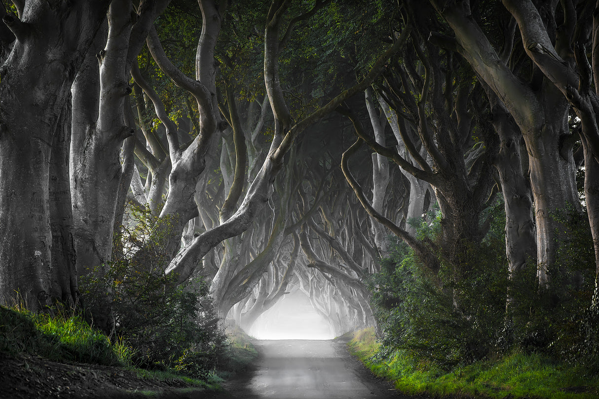 DARK HEDGES Poster och Canvastavla