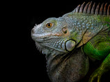 Exotic Green Iguana Poster och Canvastavla