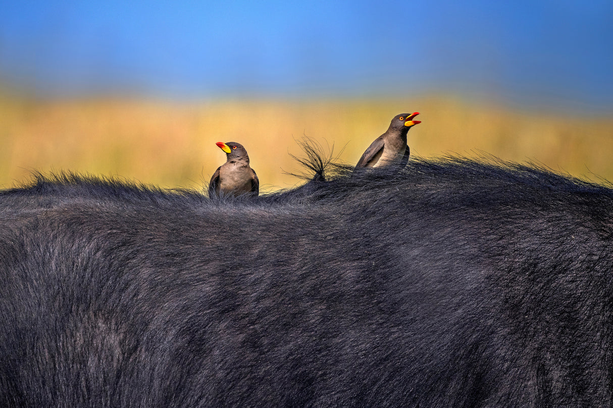 Red-billed Oxpeckers in buffalo Poster och Canvastavla