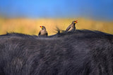 Red-billed Oxpeckers in buffalo Poster och Canvastavla
