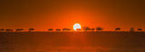Wildebeests Walking in Golden Light Poster och Canvastavla