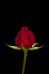 a beautiful red rose Poster och Canvastavla