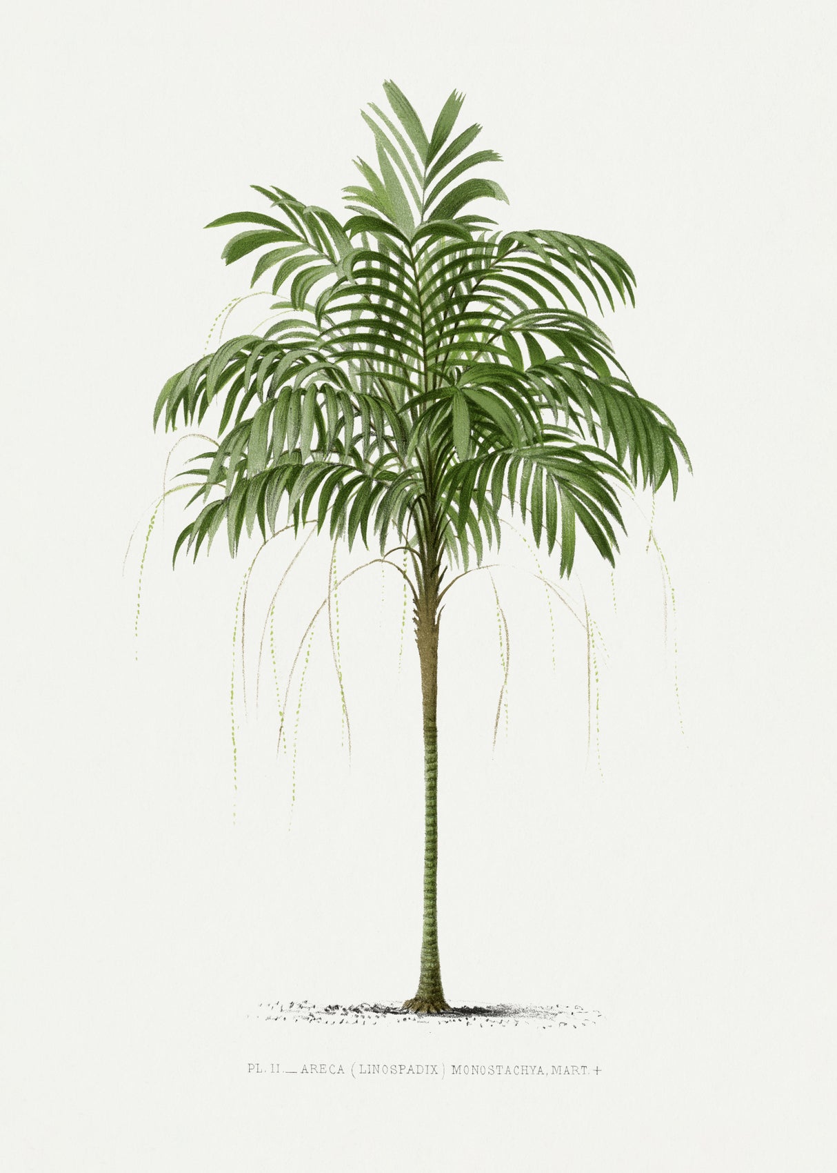 Ii Areca Monostachya Poster och Canvastavla