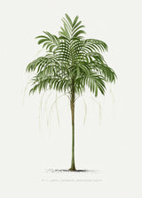 Ii Areca Monostachya Poster och Canvastavla