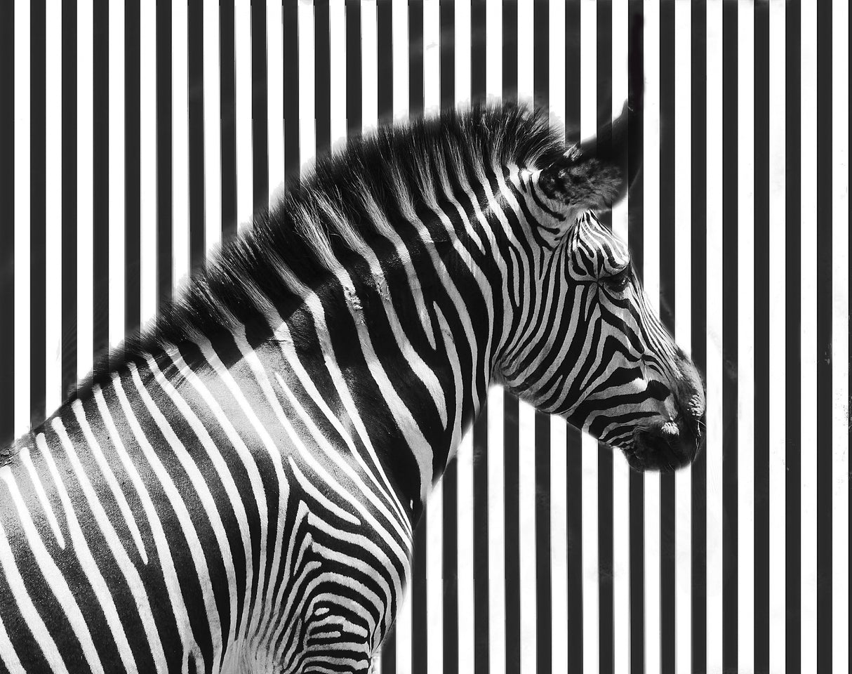 stripped Poster och Canvastavla