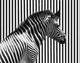 stripped Poster och Canvastavla