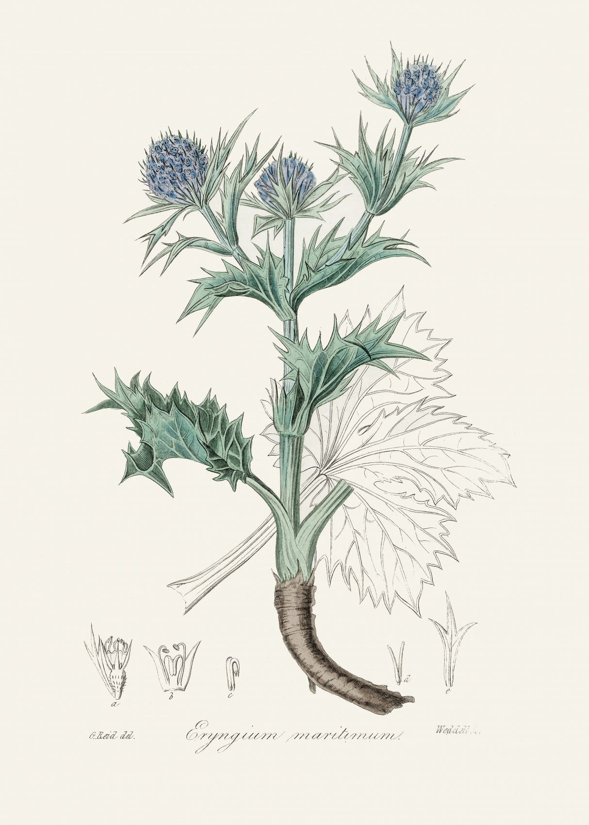 The Sea Holly (eryngium Mmaritimum) Medical Botany Poster och Canvastavla