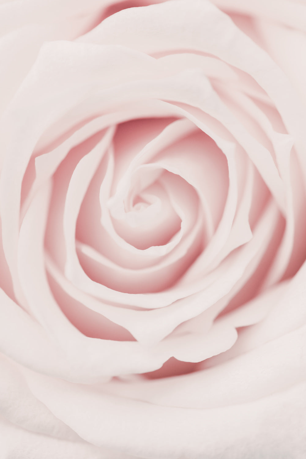 Pink Rose No 02 Poster och Canvastavla