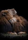 Two lions Poster och Canvastavla