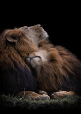 Two lions Poster och Canvastavla