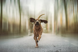 Dancing in the Streets Poster och Canvastavla