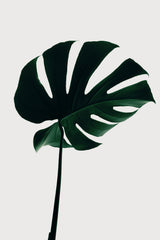 Monstera Natural 10 Poster och Canvastavla