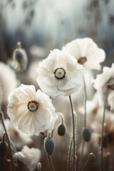 White Poppy Field No 1 Poster och Canvastavla