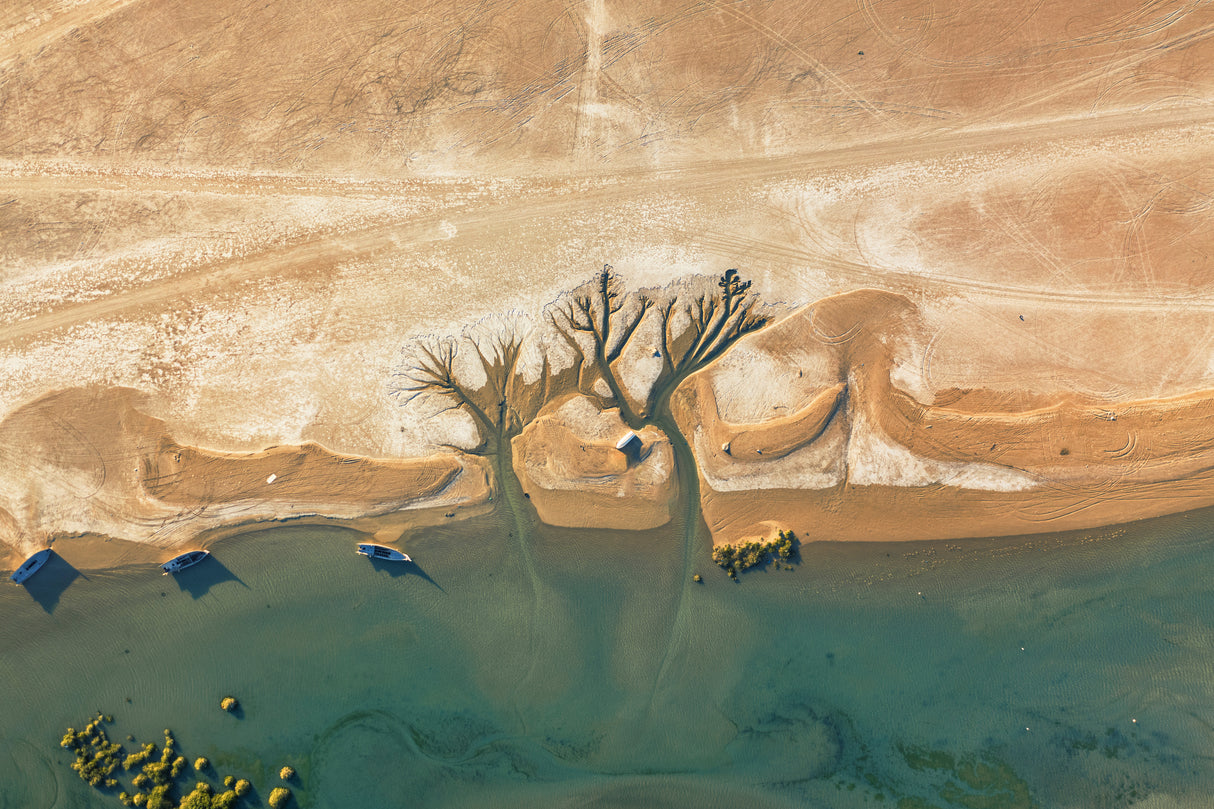Trees of life Poster och Canvastavla