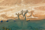 Trees of life Poster och Canvastavla