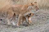 Listen to me... Mom! Poster och Canvastavla