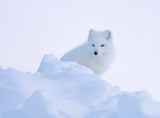 White fox Poster och Canvastavla