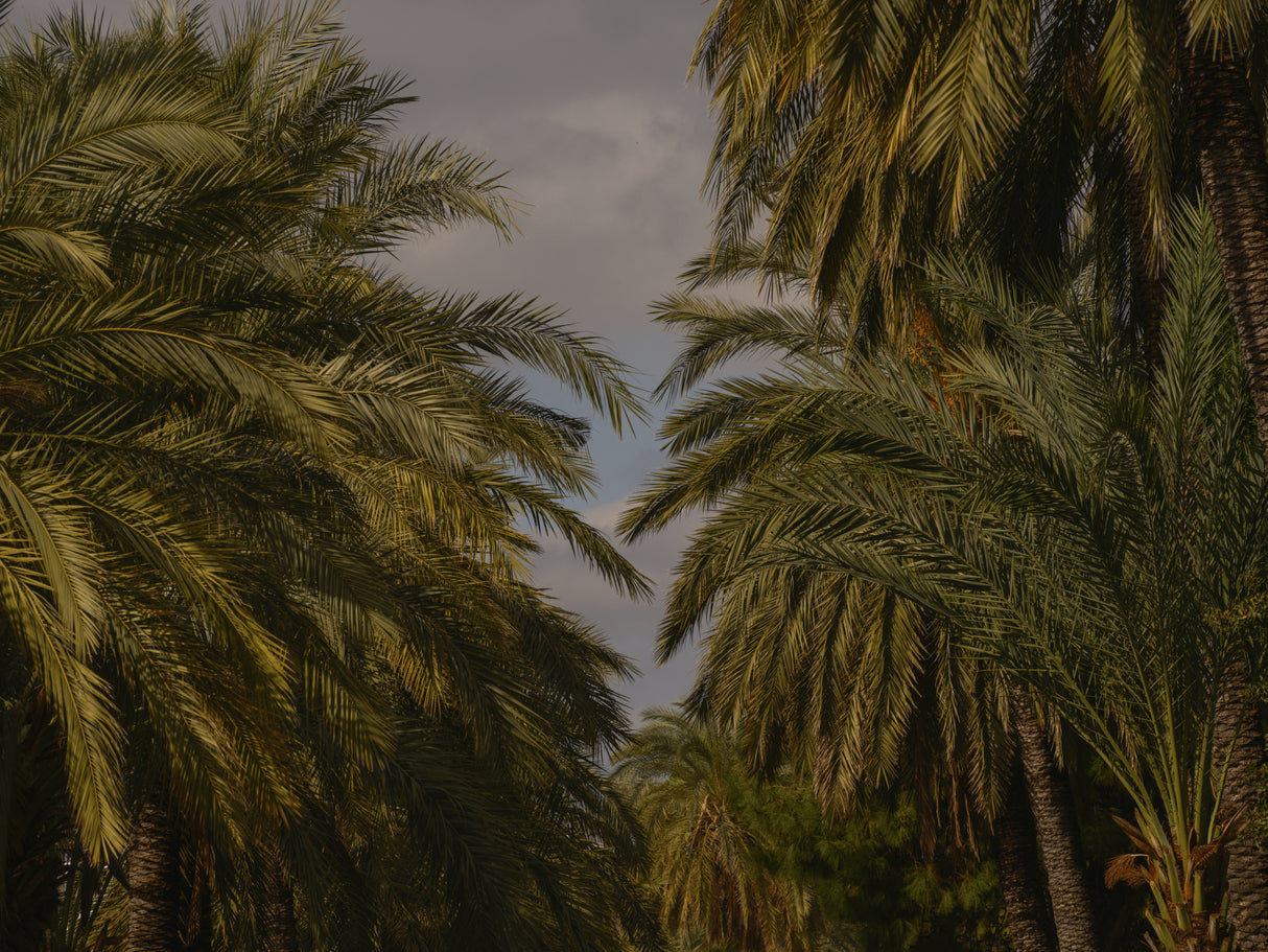 palm trees Poster och Canvastavla
