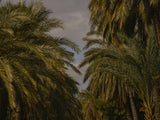 palm trees Poster och Canvastavla