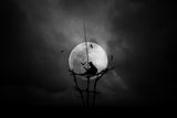 Talk to the moon Poster och Canvastavla