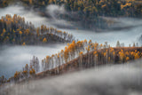 Foggy morning Poster och Canvastavla