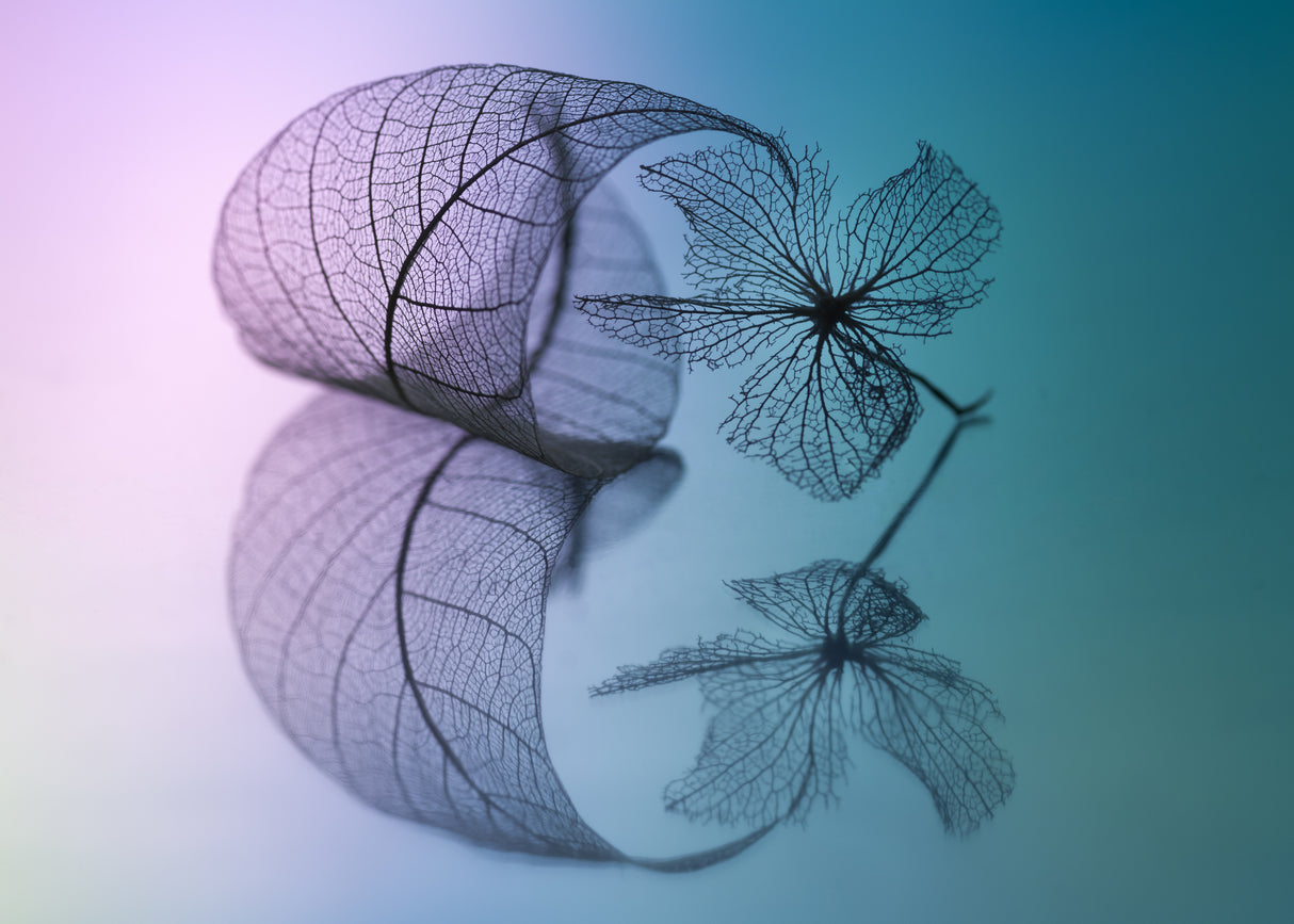 Story of leaf and flower Poster och Canvastavla
