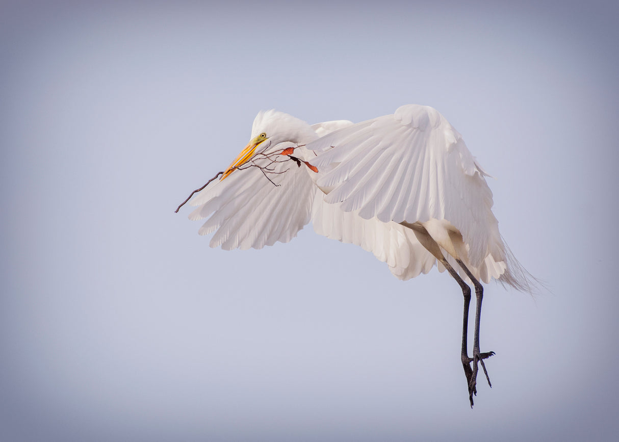 For A Pretty Nest Poster och Canvastavla