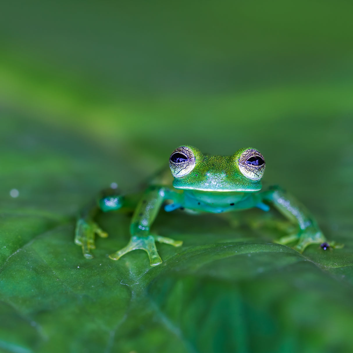 Glass frog Poster och Canvastavla