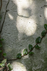 Wall, climbing plant Poster och Canvastavla