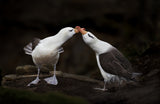 Love Birds Poster och Canvastavla