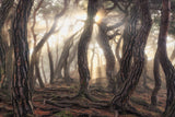 Old trees Poster och Canvastavla