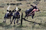 Competition of wild dogs Poster och Canvastavla