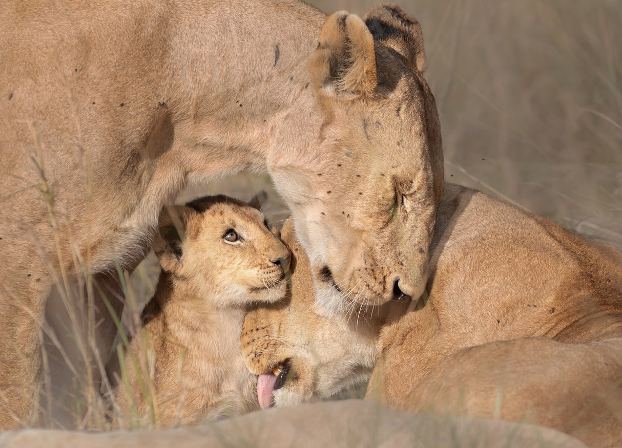 Lions family Poster och Canvastavla