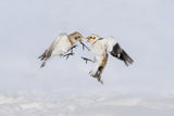 Argument between snow buntings Poster och Canvastavla