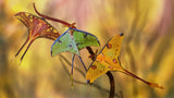 Moon moths Poster och Canvastavla