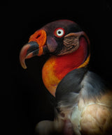 King vulture-Sarcoramphus papa Poster och Canvastavla
