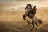 Dealing with wild horses of Cappadocia Poster och Canvastavla