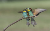 Pair of Bee Eater Poster och Canvastavla