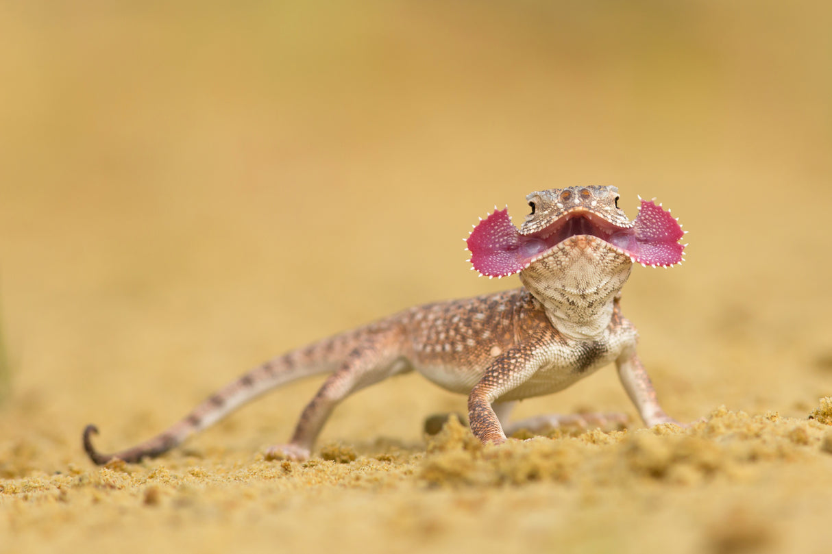 Secret toadhead agama Poster och Canvastavla