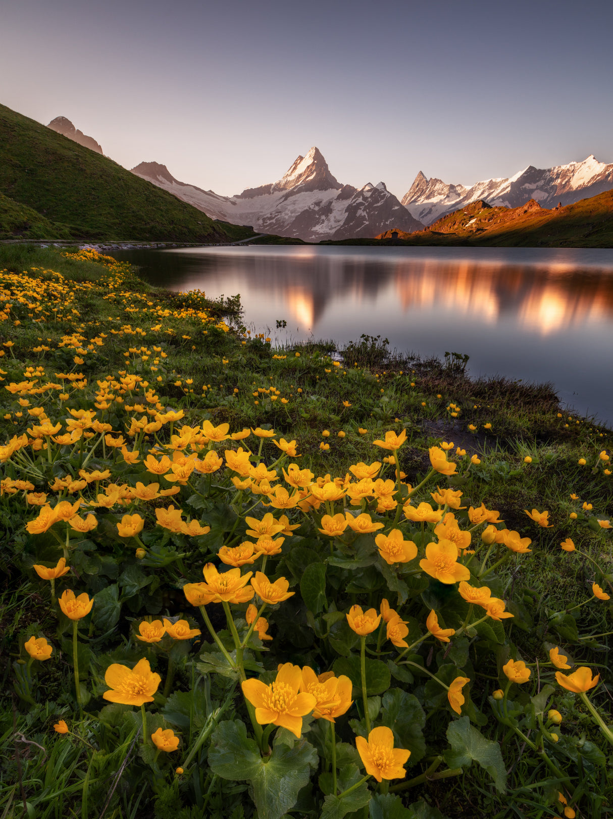 Lakeside Flowers Poster och Canvastavla